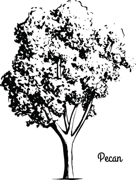 ilustraciones, imágenes clip art, dibujos animados e iconos de stock de boceto de ilustración de árbol - bosque vida silvestre de vector en blanco y negro