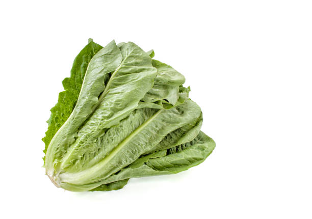 istock Romaine lettuce or cos lettuce 848554276