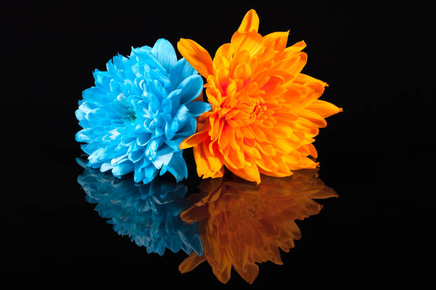 Chrysanthemum flowers, blue and orange color, on black background, reflection