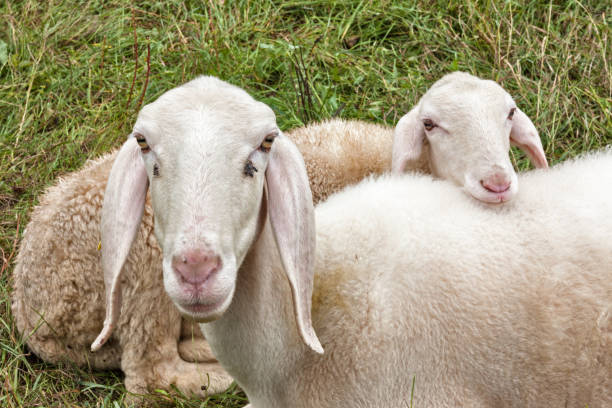 istock two sheep on the lawn look curious 848561300