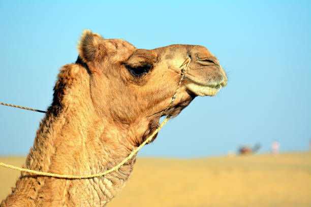 istock The potrait of a camel showing it's habitat. 848564262