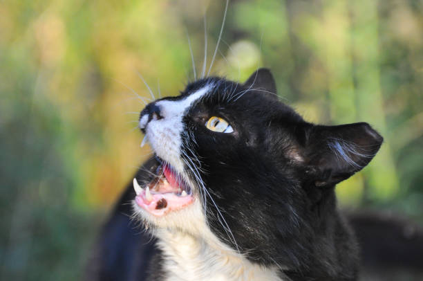 istock Portrait of hungry Norwegian cat, 848564448