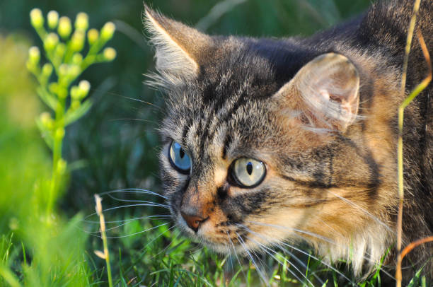 istock Portrait of  Norwegian Cat, 848564466
