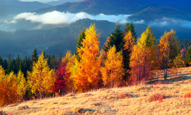 istock Autumn in Pokutsko-Bukovina Carpathians 848564766