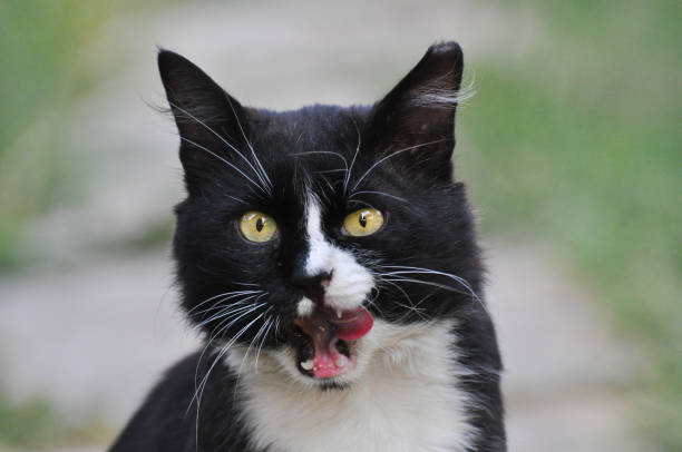 istock Hungry black cat licking his lips. 848566948