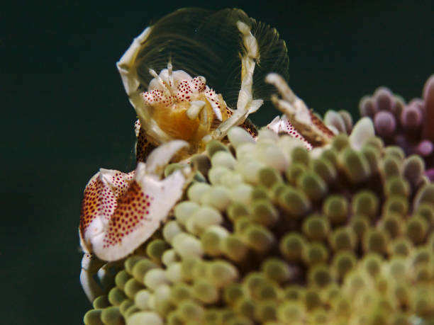 istock Spotted porcelain crab, Porzellankrabbe (Neopetrolisthes maculatus) 848567292