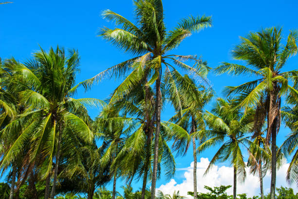istock Coco palm tree with fluffy green leaves on bright sky. Tropical nature landscape. 848571596