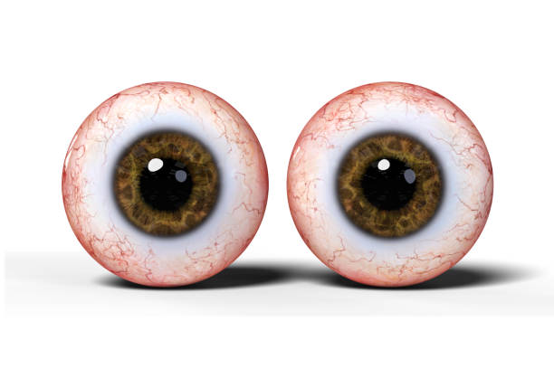 istock two realistic human eyes with brown iris, isolated on white background 848578202