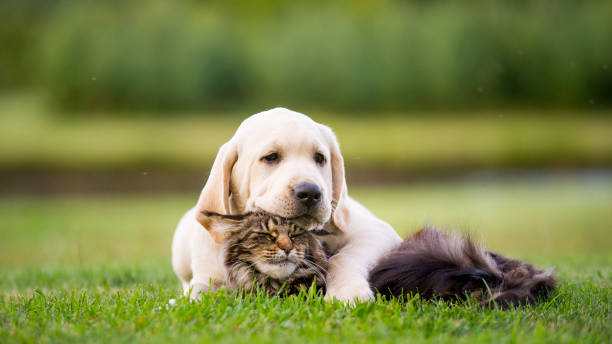 cucciolo di labrador e gatto coon del maine - puppy young animal dog labrador retriever foto e immagini stock