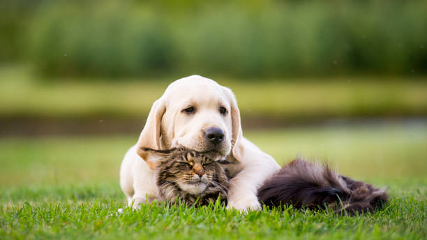 905,423 Animal Friends Stock Photos, Pictures & Royalty-Free Images -  iStock | Unlikely animal friends, Farm animal friends, Unusual animal  friends
