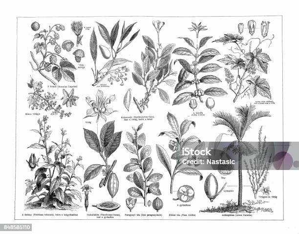 Stimulant Plants Stock Illustration - Download Image Now - Illustration, Engraved Image, Engraving