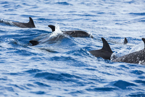 istock Flock of Common Dolphins swimming 848591462
