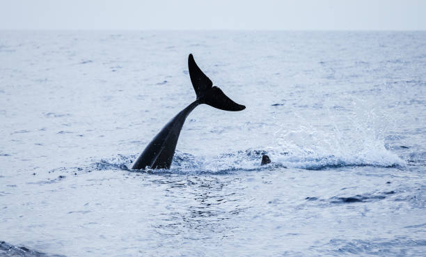 istock Tail of Common Dolphin. Atlantic Ocean 848591466