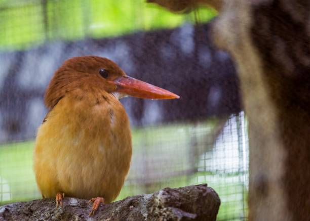 istock Ruddy Kingfisher (Halcyon coromanda 848591830