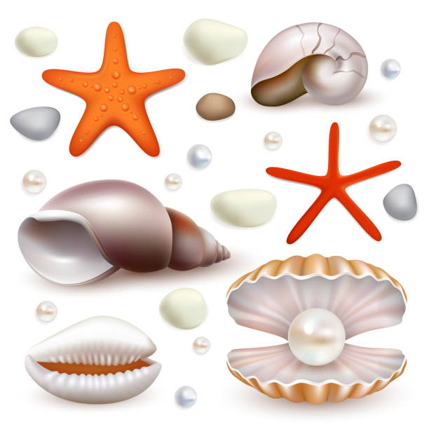 wektor realistyczny seashell i rozgwiazdy zestaw ikon - snail isolated white white background stock illustrations
