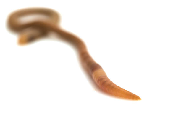 istock animal earthworm isolated on white 848595170