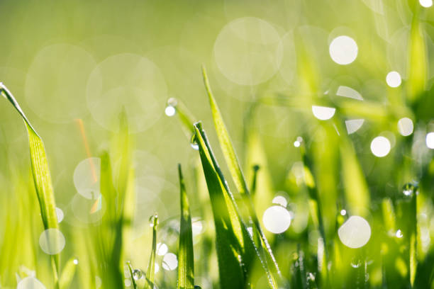 istock beautiful nature background. water drops on grass. macro 848596658