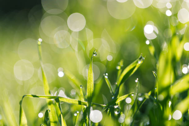 istock beautiful nature background. water drops on grass. macro 848596710