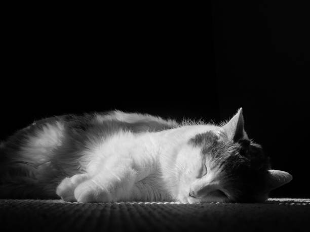 istock Black and white photo of a sleeping white cat with grey spots 848603056