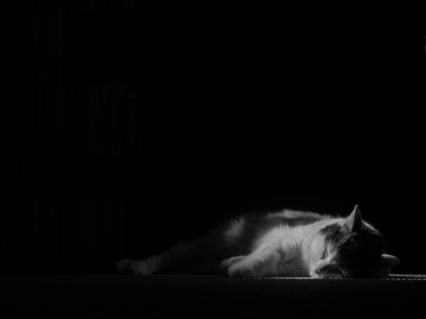 istock Black and white photo of a sleeping white cat with grey spots 848603080