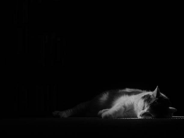 istock Black and white photo of a sleeping white cat with grey spots 848603100