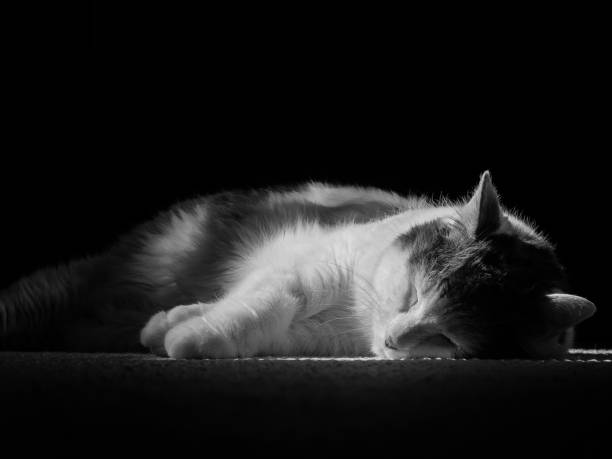 istock Black and white photo of a sleeping white cat with grey spots 848603124