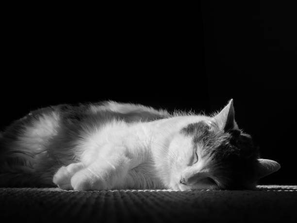 istock Black and white photo of a sleeping white cat with grey spots 848603168