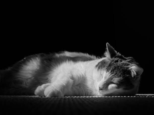 istock Black and white photo of a sleeping white cat with grey spots 848603188