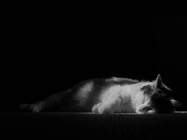 istock Black and white photo of a sleeping white cat with grey spots 848603210