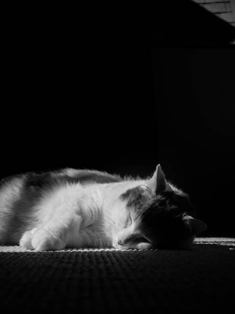 istock Black and white photo of a sleeping white cat with grey spots 848603244