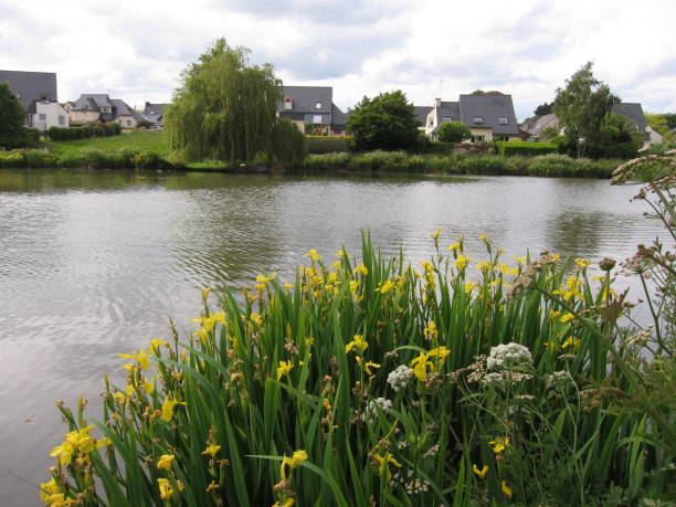 istock Group of wild Iris flowers beside a pond 848603914