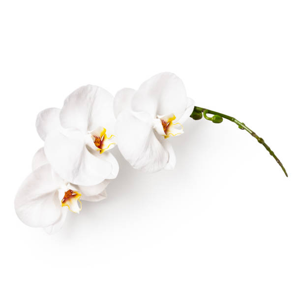 White orchid flowers White orchid flowers and buds isolated on white background clipping path included. Flower composition.Top view, flat lay orchid white stock pictures, royalty-free photos & images