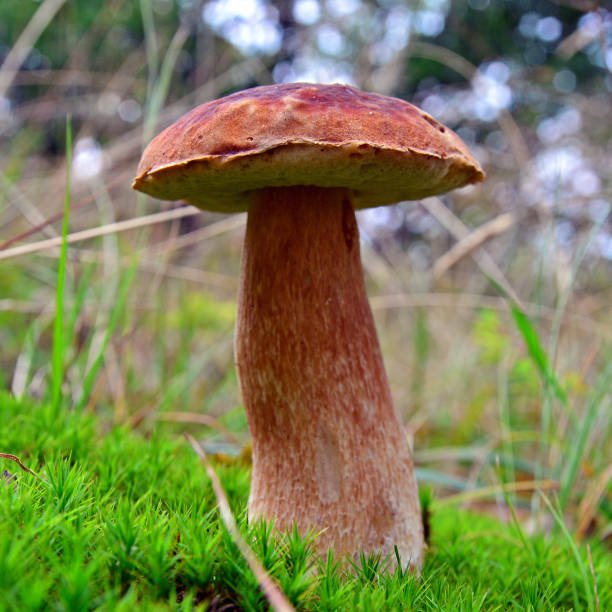 istock boletus pinophilus mushroom 848606560