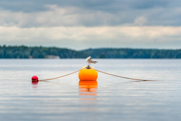 One seagull bird standing resting on an orange buoy on a lake. Calm beautiful seascape view. stock photo