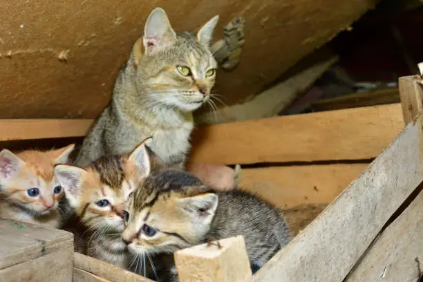 cat mom and small kitten playing in the nest