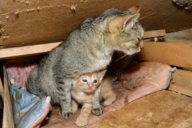 cat mom and small kitten playing in the nest