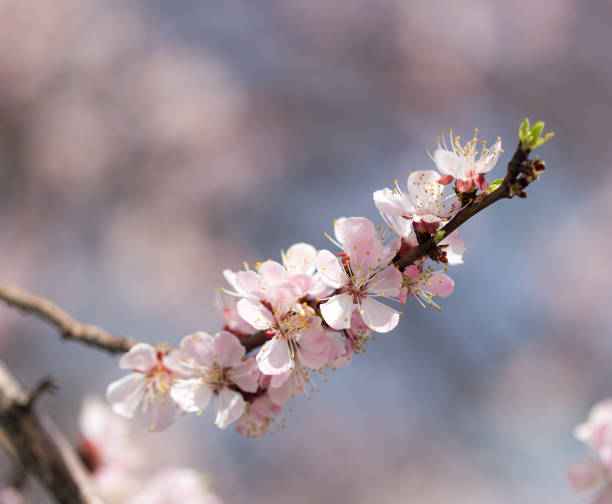 istock beautiful flowers on the branches of a tree 848610246