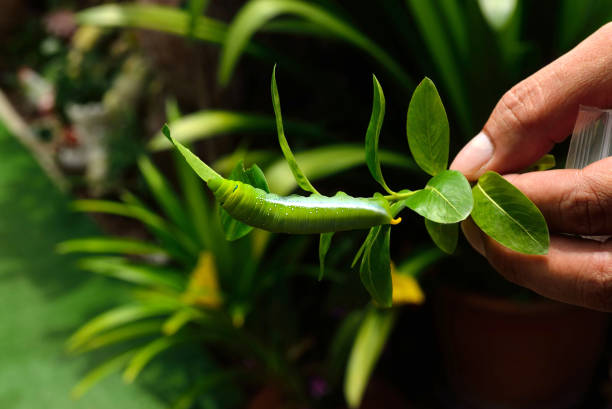 Butterfly caterpillar eating  leaves.