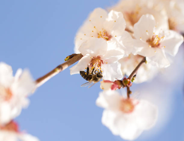 istock beautiful flowers on the branches of a tree 848611606