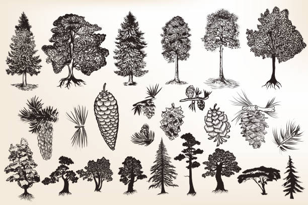 illustrations, cliparts, dessins animés et icônes de collection ou un ensemble d’arbres dessinés à la main dans le style gravé - pin illustrations