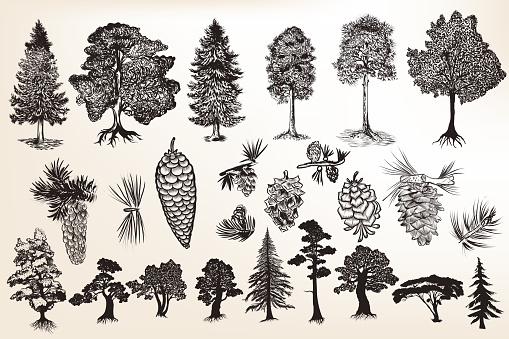 Big collection or set of hand drawn trees in engraved style