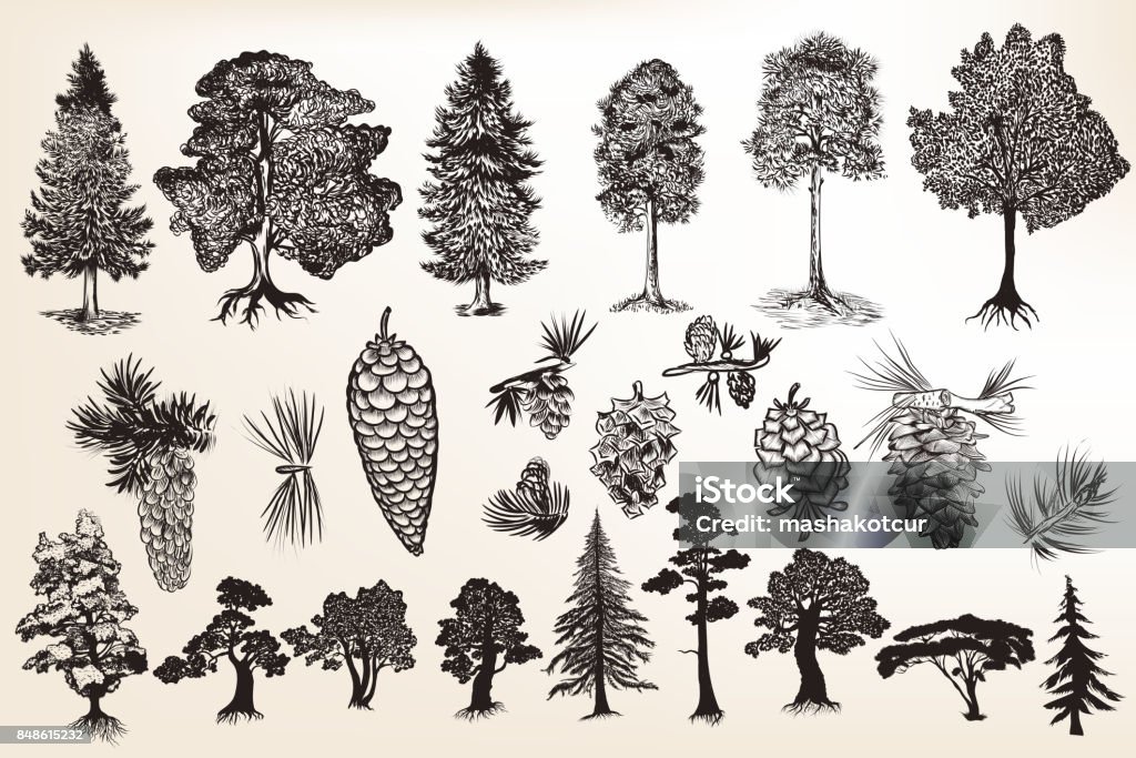 collection or set of hand drawn trees in engraved style Big collection or set of hand drawn trees in engraved style Drawing - Activity stock vector