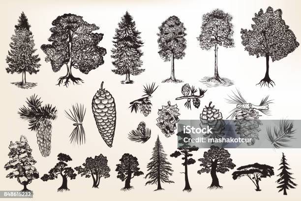 Collection Or Set Of Hand Drawn Trees In Engraved Style Stock Illustration - Download Image Now
