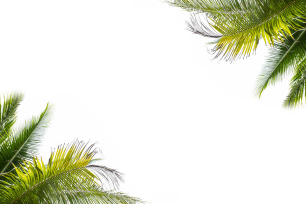 istock Leaves coconut palm background template 848615264