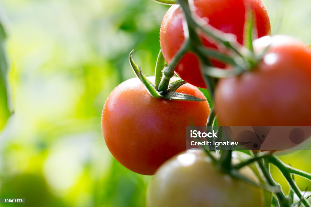 Hausgemachte Tomaten - Lizenzfrei Tomate Stock-Foto