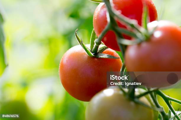 Hausgemachte Tomaten Stockfoto und mehr Bilder von Tomate - Tomate, Tomatenpflanze, Rankenpflanze