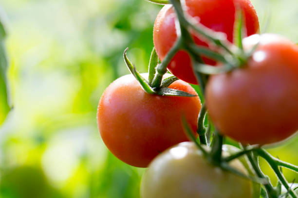Homegrown tomatoes Homegrown tomatoes vine tomatoes stock pictures, royalty-free photos & images