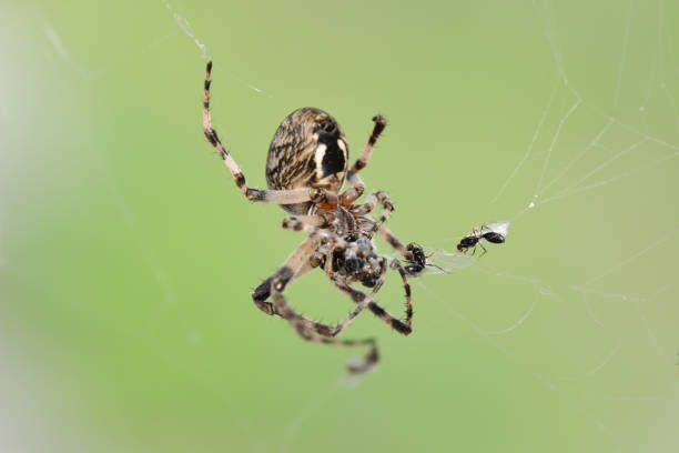 istock spider hunting the fly on his his web 848616714