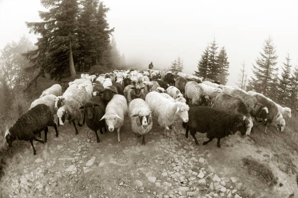 istock Black and white photo of sheep 848619094