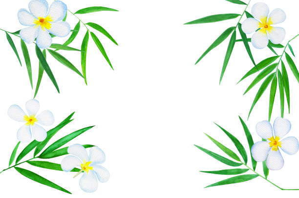 illustrazioni stock, clip art, cartoni animati e icone di tendenza di foglie di bambù verdi ad plumeria fiori illustrazione acquerello. - arrangement asia backgrounds balance